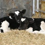 Salmonella infections are becoming more common in dairy calves and we occasionally see outbreaks in beef calves as well. | File photo