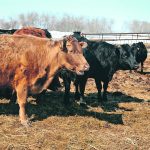 Heifers and cows not previously vaccinated will require two doses to ensure a good response. This also applies to purchased cows with an unknown vaccine history. | File photo