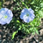 The Flax Council of Canada is working with the federal government to determine what method the European Food Safety Authority is using to test for hydrocyanic acid and to answer any questions the regulator has about Canadian flax. | File photo