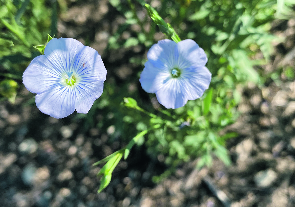 The Flax Council of Canada is working with the federal government to determine what method the European Food Safety Authority is using to test for hydrocyanic acid and to answer any questions the regulator has about Canadian flax.  |  File photo