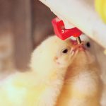 Alberta poultry producers have culled 1.4 million birds on 60 farms since avian flu was detected in the province last April. | File photo