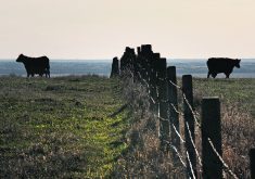A draft land-use bylaw in Thorhild County included new restrictions on the construction of barbed-wire fences, helping to fan strong opposition to similar municipal planning reviews across rural Alberta.  |  File photo