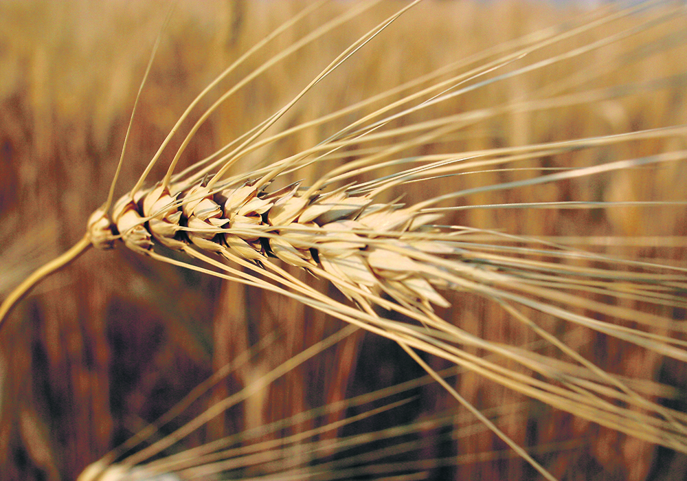 Canadian growers planted nearly six million acres of durum in 2022, up slightly from the recent annual average of 5.3 million acres.  |  File photo