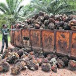 Palm oil, produced mainly in Indonesia and Malaysia, accounts for 35.5 percent of all the vegetable oil produced globally, making it the leader, topping soybean oil at 28.25 percent and rapeseed oil at 14.6 percent. | Reuters photo