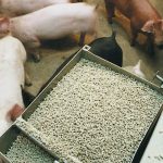 One example would be a company like Maple Leaf being able to market low-carbon pork products because the feed ration contained peas. A life cycle assessment of a pork production system in Western Canada found that including peas in the ration decreased the carbon footprint of that pork by 13 percent. | File photo