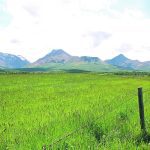 The Nature Conservancy of Canada says the management of its new land acquisition in southwestern Alberta will recognize the critical nature cattle have in conservation of rangeland. | File photo