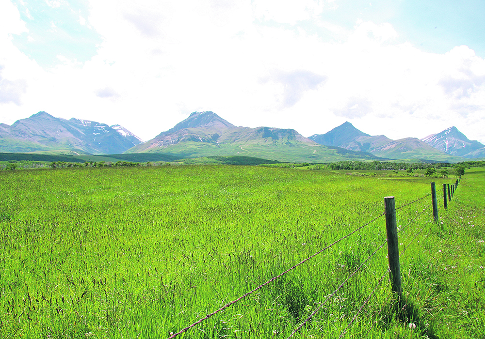The Nature Conservancy of Canada says the management of its new land acquisition in southwestern Alberta will recognize the critical nature cattle have in conservation of rangeland.  |  File photo