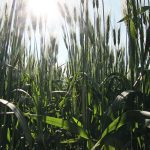 One of the top challenges facing the Canadian durum industry will be the need to develop new varieties that are resistant to fusarium head blight. | File photo