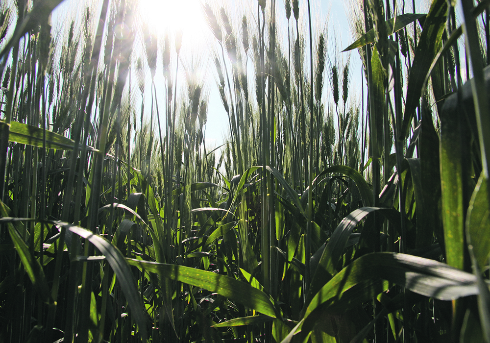 One of the top challenges facing the Canadian durum industry will be the need to develop new varieties that are resistant to fusarium head blight.  |  File photo