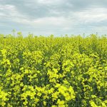 The Canadian Oilseed Crushers Association believes it is possible to increase canola production to 30 million tonnes, but the required boost in nitrogen fertilizer use is expected to clash with the federal government’s goal to reduce total fertilizer emissions by 30 percent. | File photo