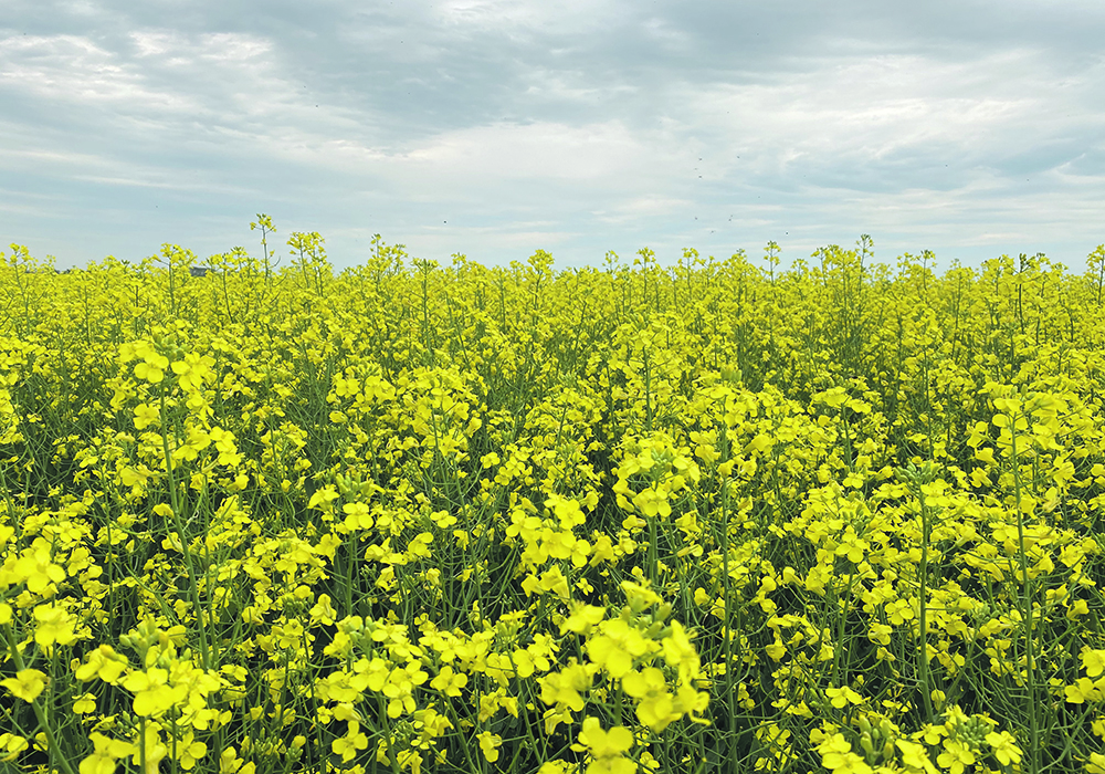 The Canadian Oilseed Crushers Association believes it is possible to increase canola production to 30 million tonnes, but the required boost in nitrogen fertilizer use is expected to clash with the federal government’s goal to reduce total fertilizer emissions by 30 percent.  |  File photo