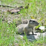 Recent studies have determined that zinc phosphide products are as effective as strychnine in controlling Richardson’s ground squirrels. | File photo