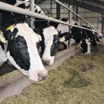 The methane efficiency program that will be launched in April hopes to find a genetic key to unlock ways to reduce methane in dairy cattle without affecting production levels. | File photo