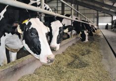 The methane efficiency program that will be launched in April hopes to find a genetic key to unlock ways to reduce methane in dairy cattle without affecting production levels.  |  File photo