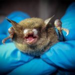Samples of bat guano from the southeastern portion of the province tested positive for the fungus. Similar guano-sampling efforts led to the identification of the fungus in several areas of Saskatchewan in 2021. | U.S. Fish and Wildlife Service photo