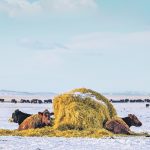 Producers can make feed testing more efficient and beneficial by first answering some fundamental questions. | Mike Sturk photo