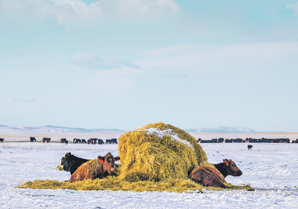 Producers can make feed testing more efficient and beneficial by first answering some fundamental questions.  |  Mike Sturk photo