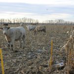 It can be difficult for cattle to make the transition when they have not traditionally been expected to graze in the winter. | File photo