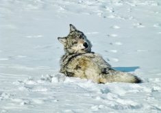 A biologist says that instead of doing a population count, it’s better to investigate wolf attacks in certain locations and try to understand the factors causing more predation.  |  U.S. Fish and Wildlife Service photo