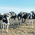 Some groups, including the Canadian Agri-Food Trade Alliance, oppose Bill C-282, which would keep supply-managed sectors such as dairy off the table in future trade talks. | Brian Cross photo