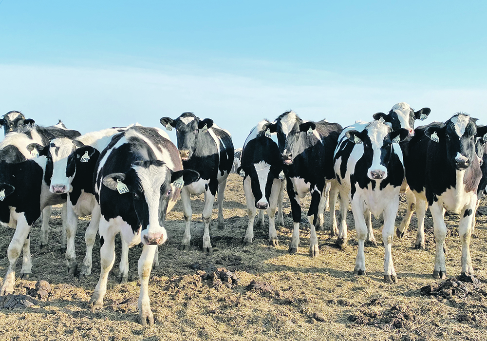 Some groups, including the Canadian Agri-Food Trade Alliance, oppose Bill C-282, which would keep supply-managed sectors such as dairy off the table in future trade talks.  |  Brian Cross photo