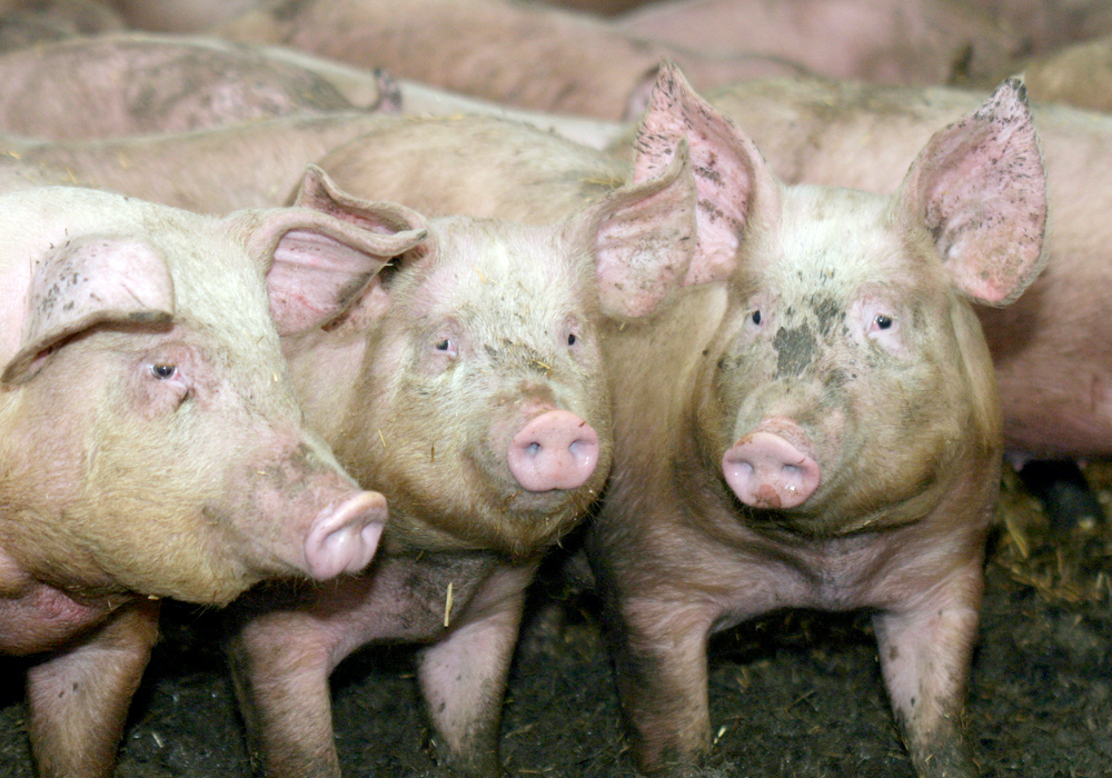 Hog production analyst John Deen, speaking during the Manitoba Swine Seminar in Winnipeg recently, said farmers can think they’re doing well in terms of production and profit, but hidden within the clouds of averaged data can be profit-killers that have a massive impact on a farm.  | File photo