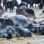 The author says windbreaks and a sufficient water supply are key for livestock surviving prairie winters without significant animal welfare issues. | Mike Sturk photo