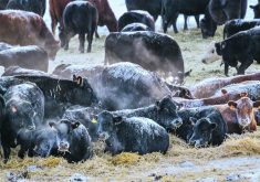 The author says windbreaks and a sufficient water supply are key for livestock surviving prairie winters without significant animal welfare issues.  |  Mike Sturk photo