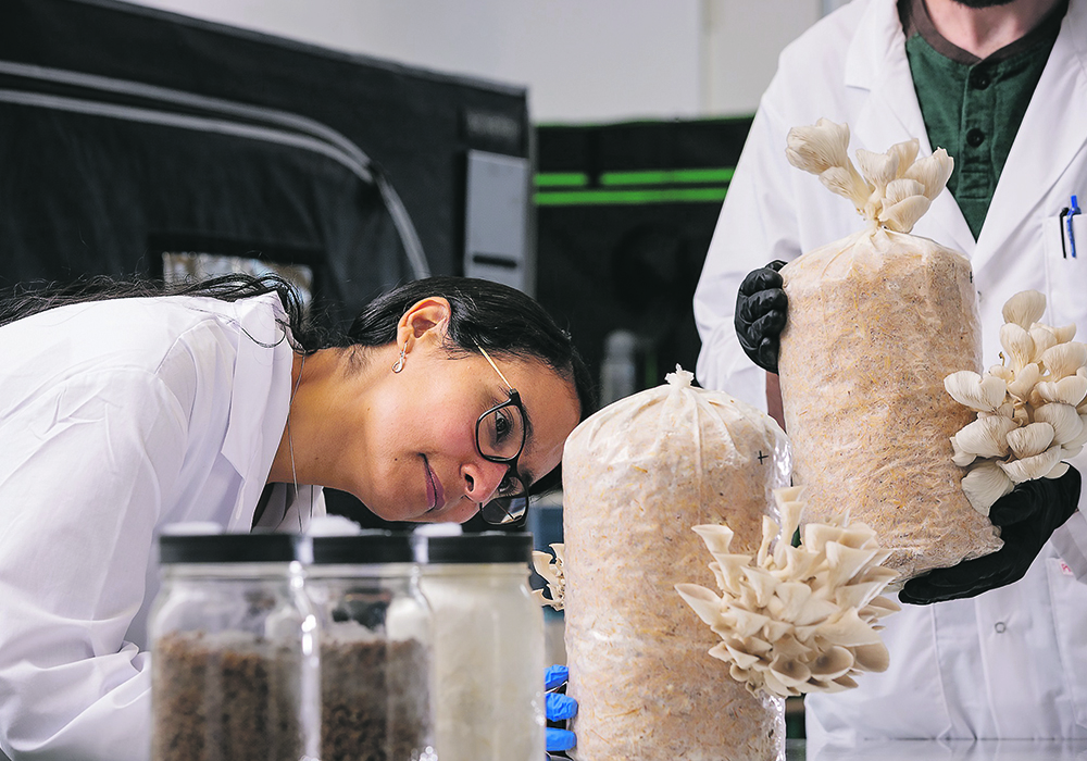 Adriana Morrell, an agriculture sciences instructor at Lethbridge College, inspects oyster mushrooms in the mycology lab.  |  Lethbridge College photo