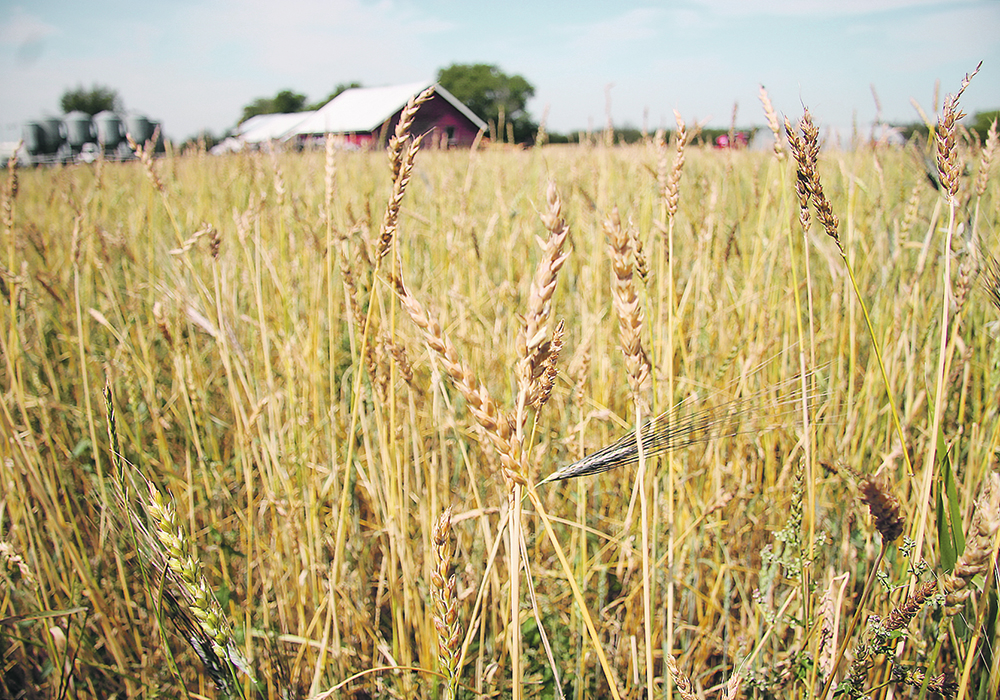 Red fife wheat is considered to be an endangered seed success story. It was once grown in fields across Canada, but eventually all that remained of the original genus were a few samples in private collections and in Agriculture Canada’s seed bank. Rediscovered in 1988, the variety  is once again being grown coast-to-coast, proof of its exceptional adaptability to many different conditions.  |  File photo