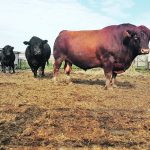 Researchers from the University of Saskatchewan decided to study the effects of ergot on breeding soundness after hearing from producers concerned that bulls exposed to contaminated feed might not be getting cows pregnant. | Vanessa Cowan photo
