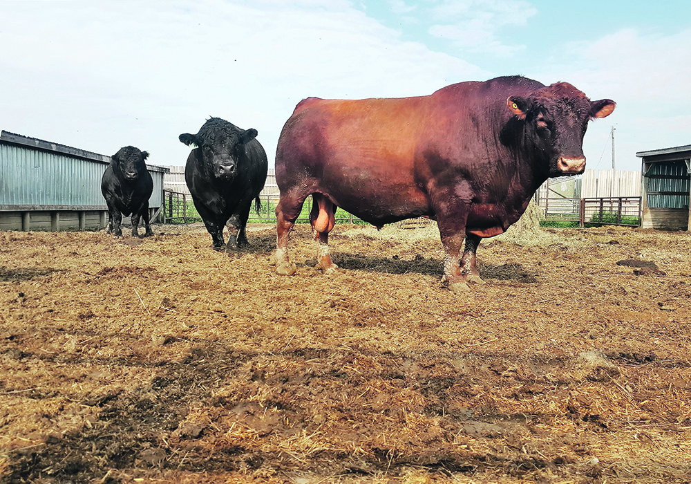 Researchers from the University of Saskatchewan decided to study the effects of ergot on breeding soundness after hearing from producers concerned that bulls exposed to contaminated feed might not be getting cows pregnant.  |  Vanessa Cowan photo