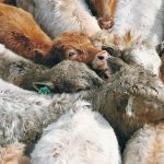 Producers now rely on observation to detect bovine respiratory disease, but this isn’t completely reliable because cattle are prey animals and and will try to hide signs of disease. As a result, researchers are looking to precision livestock farming for help, such as behaviour assessment systems that allow for continuous monitoring of movement and time at the feed bunk. | File photo