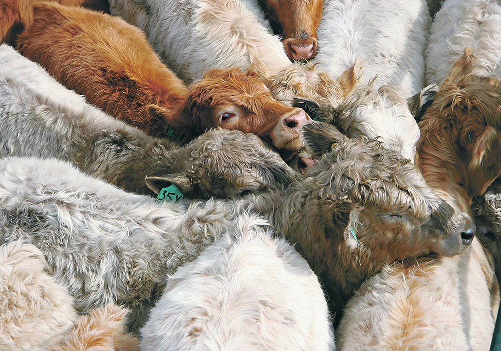 Producers now rely on observation to detect bovine respiratory disease, but this isn’t completely reliable because cattle are prey animals and and will try to hide signs of disease. As a result, researchers are looking to precision livestock farming for help, such as behaviour assessment systems that allow for continuous monitoring of movement and time at the feed bunk.  |  File photo
