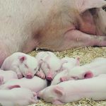 Current research into pelvic organ prolapses in sows has still not provided the hog industry with solutions, but researchers are beginning to understand that there are measurable differences in sows that exhibit varying risk levels of prolapsing. | File photo