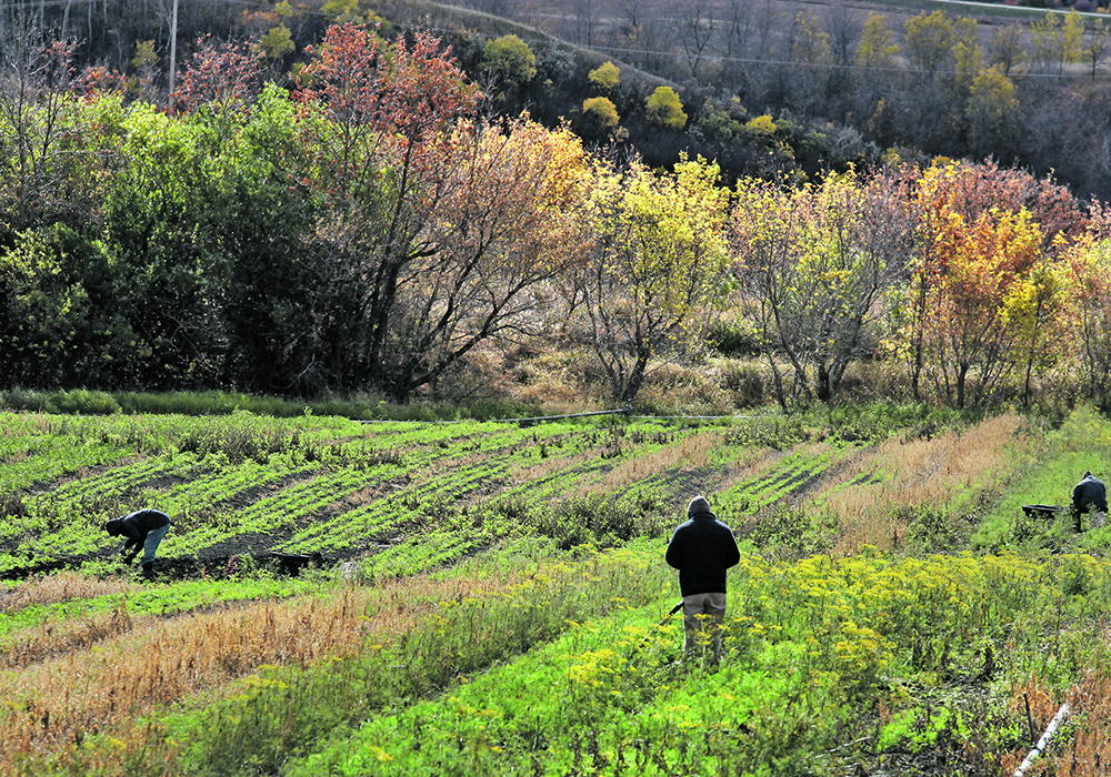 Farmers, agri-businesses and agri-food companies will likely have to invest more in recruiting and retaining workers in response to a tightening labour market that is expected to be long term.  |  File photo