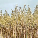 Analysts expect farmers to cut oat acres by 20 to 25 percent this spring, and some of the reduction could be as high as 30 percent. | File photo