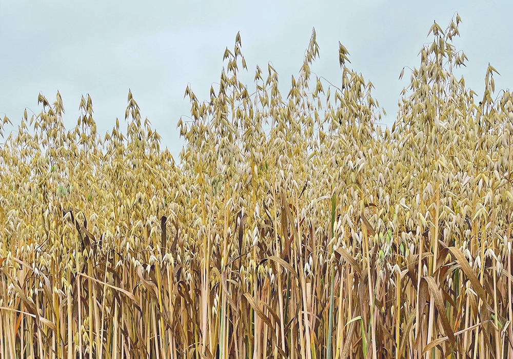 Analysts expect farmers to cut oat acres by 20 to 25 percent this spring, and some of the reduction could be as high as 30 percent.  |  File photo