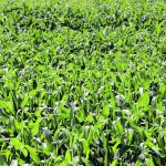 Manitoba Agriculture Services Corp. says farmers planted 314,000 acres of grain corn in 2022, down from 364,000 in 2021 and 417,000 in 2019. | File photo
