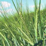New malting barley varieties perform better for growers than older varieties, but it’s important to get commercial brewers in overseas markets on board. | File photo