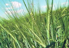 New malting barley varieties perform better for growers than older varieties, but it’s important to get commercial brewers in overseas markets on board.  |  File photo