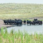 The U.S. Department of Agriculture reports that the country’s cattle herd fell to 29 million head as of Jan. 1, that is a 60-year low for the nation. Strong demand for beef continues. | Reuters/ Dan Koeck photo