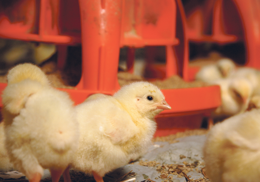 Raising livestock is not the same as trying your hand at gardening for the first time. These are living, breathing creatures with complex needs. | File photo