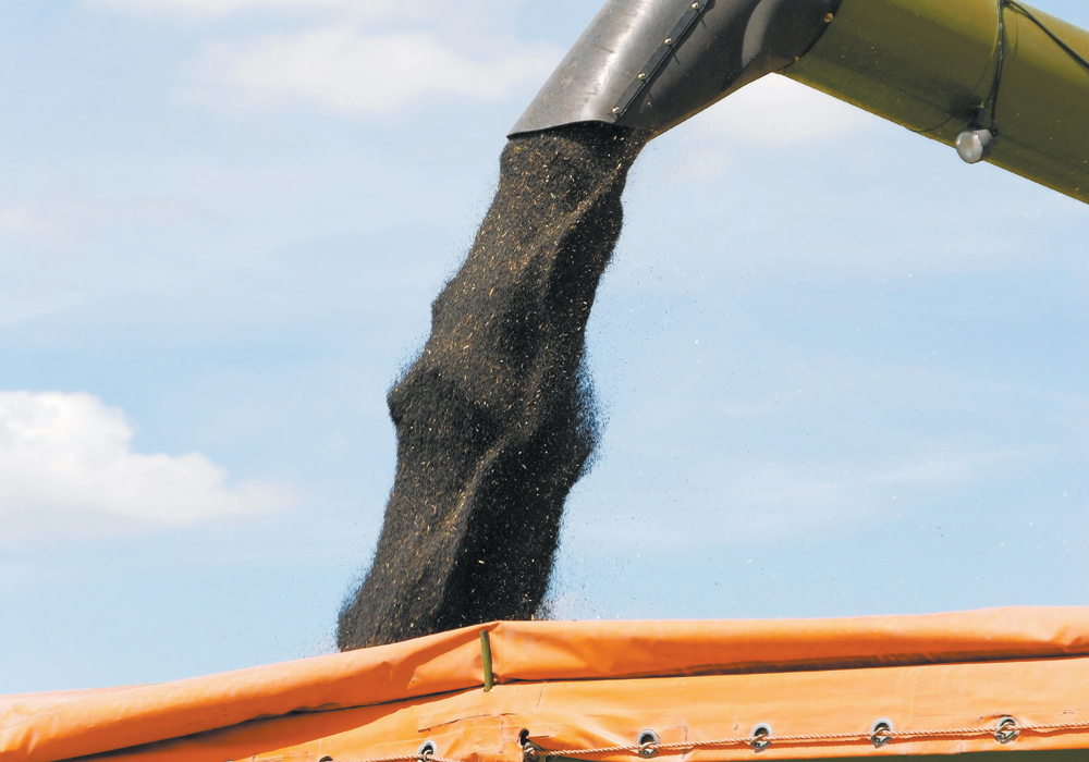 Canola seed made up nearly 55 percent of total exports to Mexico last year, with a total value of more than $557 million, the province said. | File photo