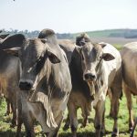 Brazil said it would halt beef exports to China, the main destination for its overseas shipments, after confirming a case of BSE. | Getty Images