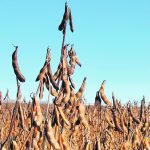 The EPA set its proposed renewable volume obligation for biomass-based diesel at 2.82 billion gallons for 2023, rising to 2.95 billion gallons by 2025. The proposal was a huge disappointment for the soybean sector considering there could be more than seven billion gallons of production capacity by 2025 between existing biodiesel plants and proposed renewable diesel plants. | File photo