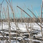 Data shows that in the last couple of dry years, 50 percent of crop water use came from snow and non-growing season rainfall. The vast majority of this was from snow melt. | File photo