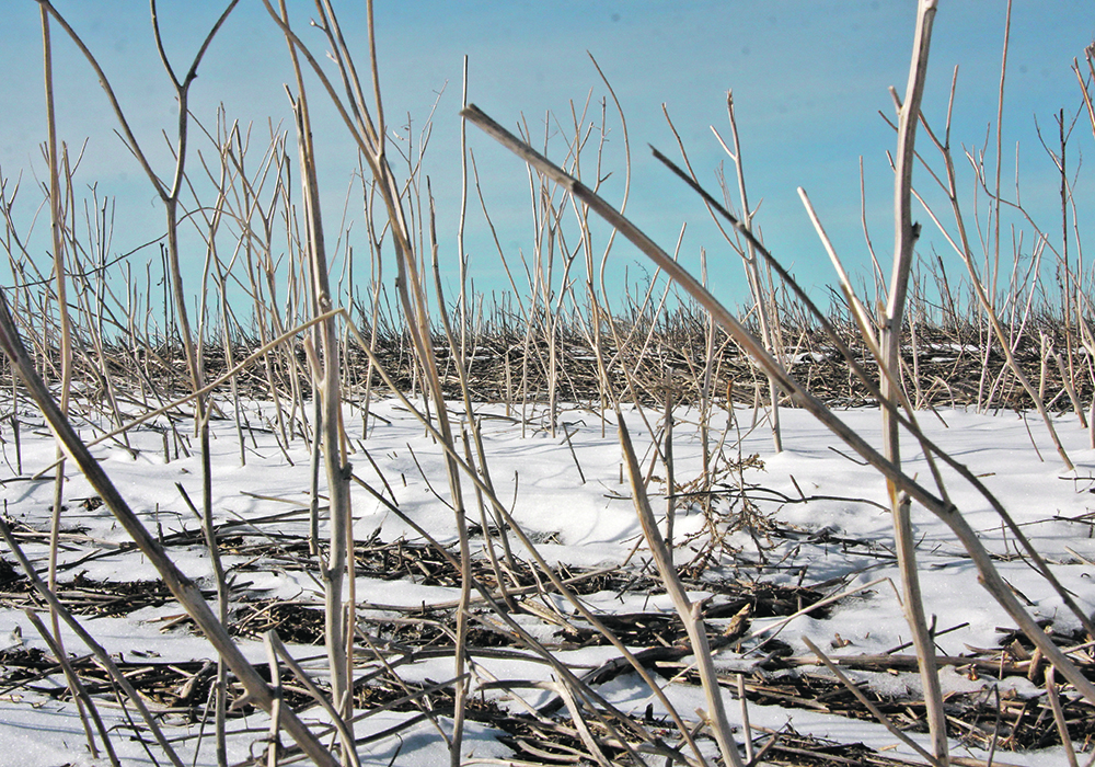 Data shows that in the last couple of dry years, 50 percent of crop water use came from snow and non-growing season rainfall. The vast majority of this was from snow melt.  |  File photo