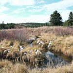 The provincial government is expected to launch its rangeland grazing framework in the near future. | File photo