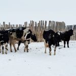 Police received a tip in November about a man slaughtering sick and injured cattle, selling uninspected meat and unlawfully disposing of dead animals. | Alberta RCMP photo